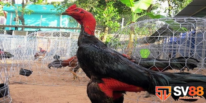 Gà chọi Bình Định và cách chăm sóc hiệu quả để đá tốt 1 Các giống chọi đến từ Bình Định sở hữu vẻ bề ngoài ấn tượng