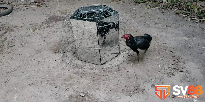Gà chọi Bình Định và cách chăm sóc hiệu quả để đá tốt 5 Chạy vần là bài tập phổ biến để tăng thể lực cho gà chiến