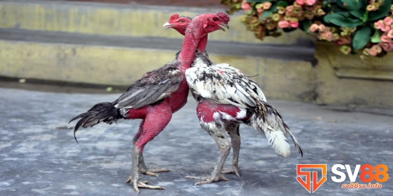 Gà chọi Bình Định và cách chăm sóc hiệu quả để đá tốt 3 Phải chọn những con thiện chiến để nuôi lâu dài