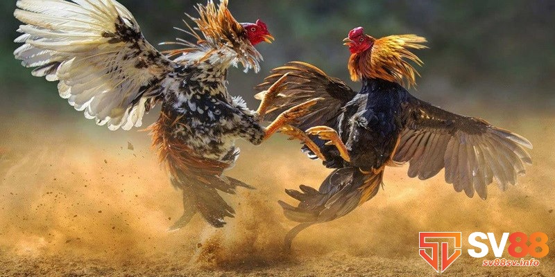 Mách bạn kỹ thuật đổ gà đá hiệu quả chinh phục mọi sân chơi 5 Khâu chọn lựa gà giống là then chốt