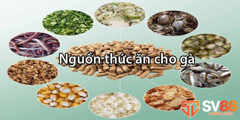 Mách bạn kỹ thuật đổ gà đá hiệu quả chinh phục mọi sân chơi 4 Thức ăn hằng ngày của gà gồm thóc, ngô, rau xanh và cám gạo